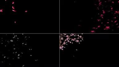 原创粒子花瓣飘落通道合集视频的预览图